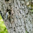 Sittelle torchepot apportant des chenilles à ses petits